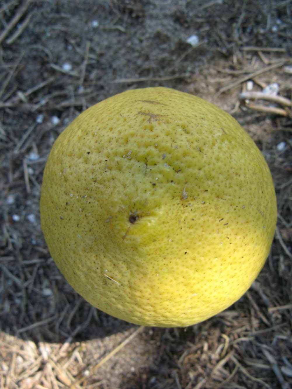              Fruit (Todo del Ano, Winter Haven, FL)       